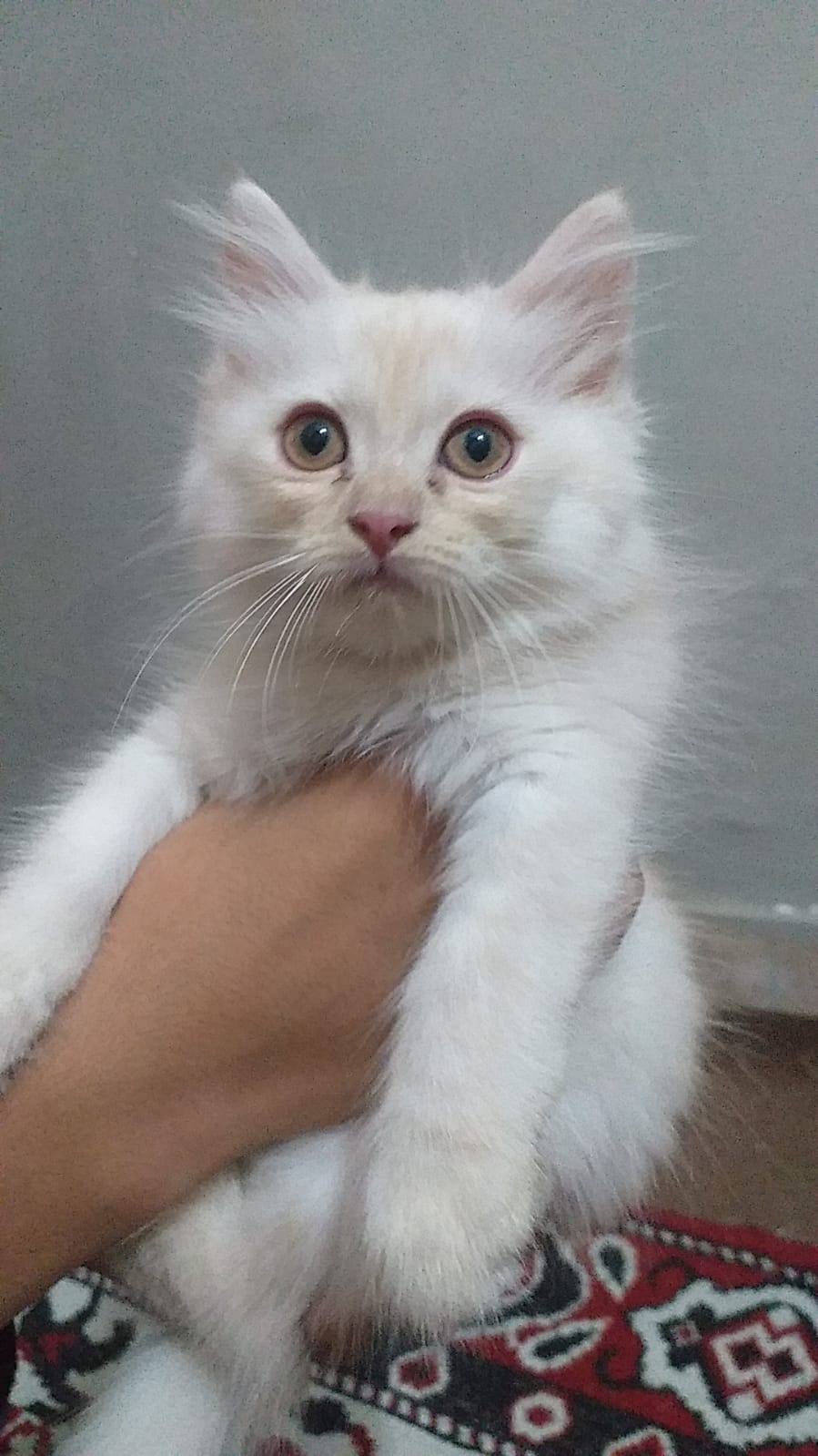 Persian kittens — photo 1