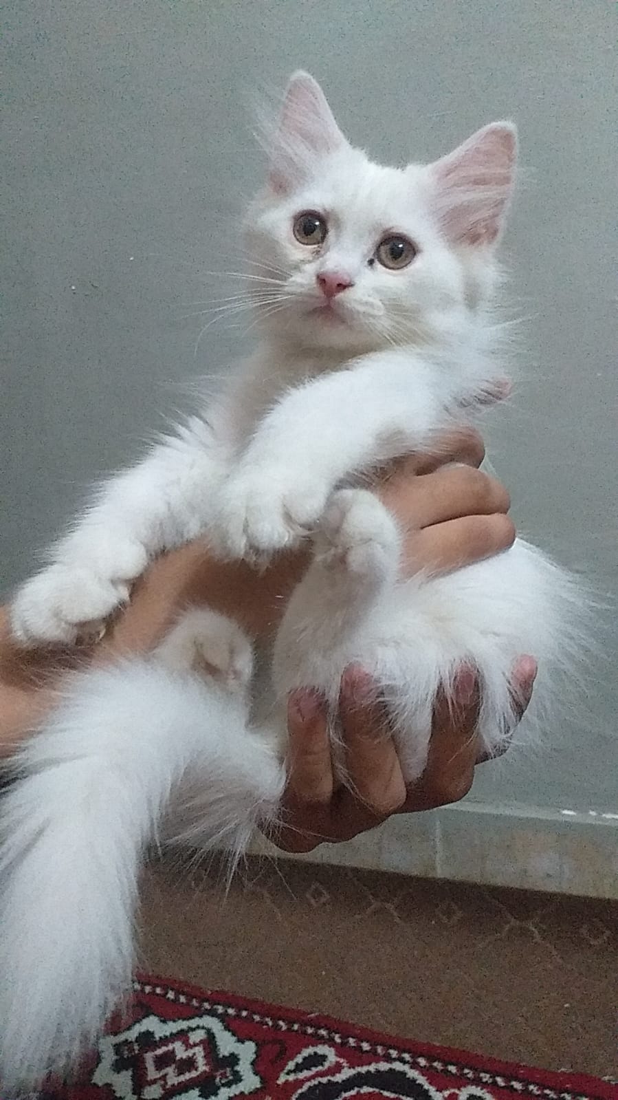 Persian kittens — photo 2