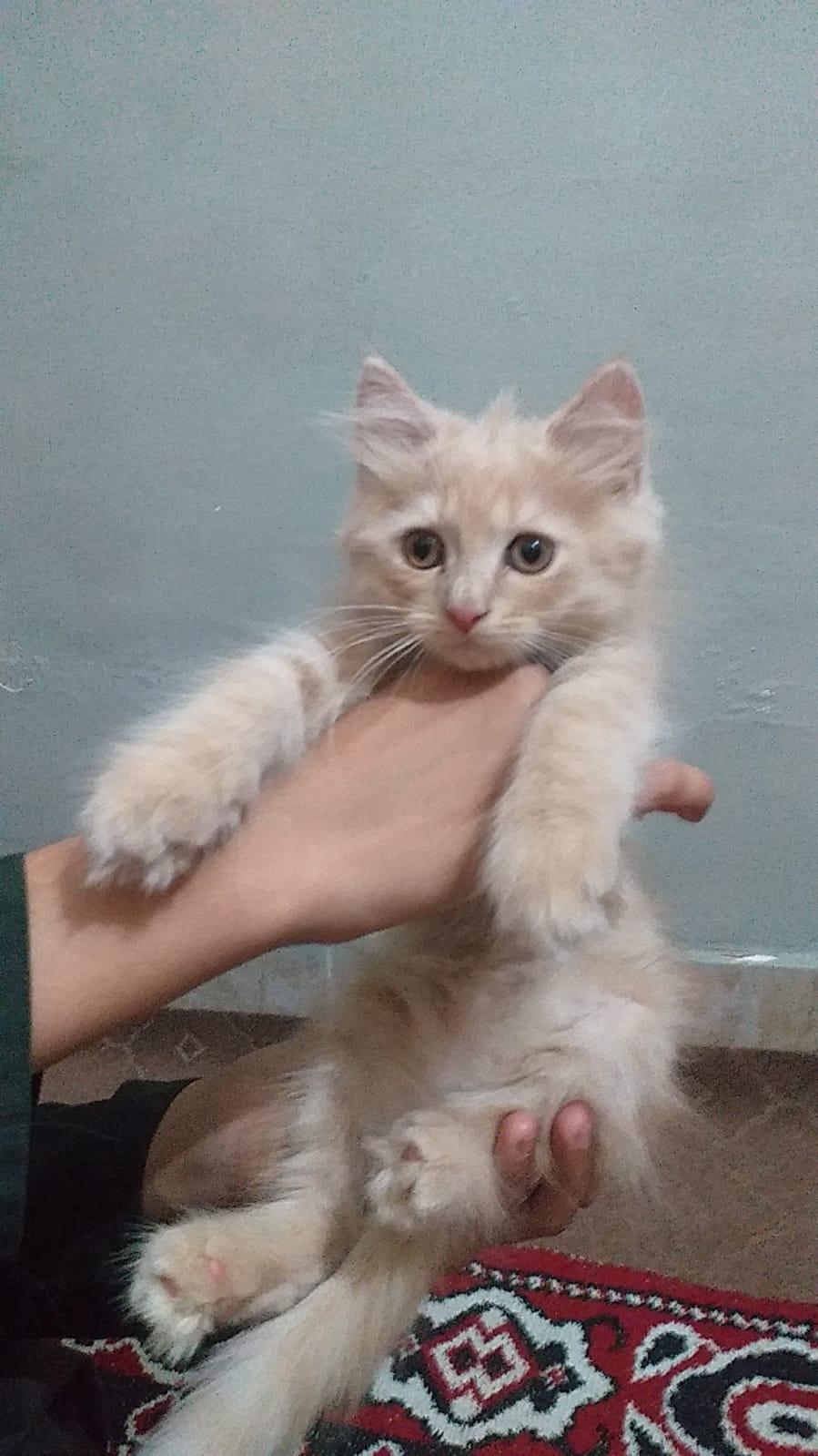 Persian kittens — photo 4
