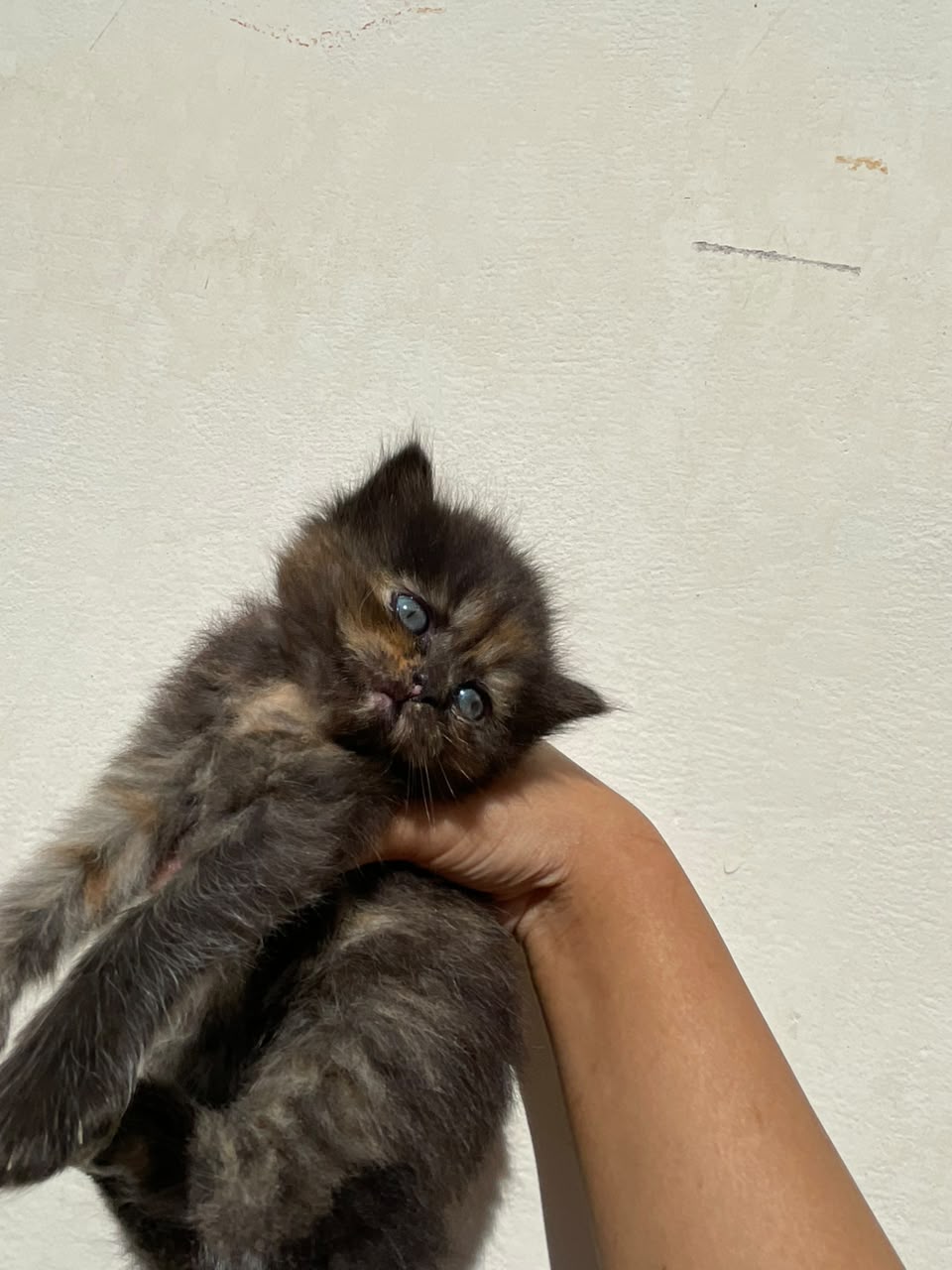 Persian kitten for sale — photo 3