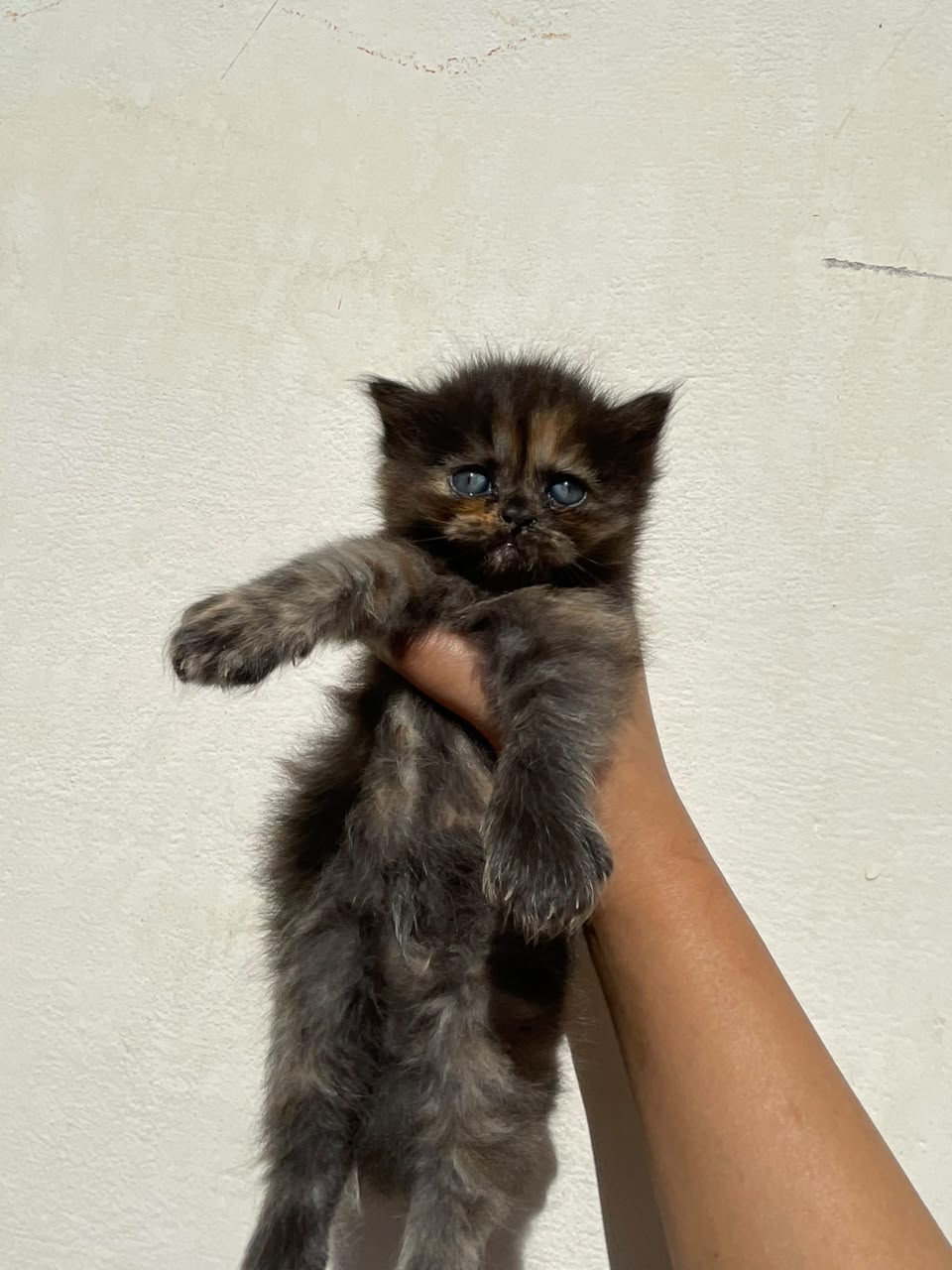 Persian kitten for sale — photo 2