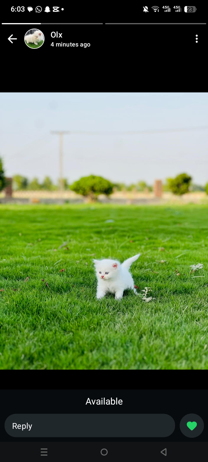 Persian kitten for sale