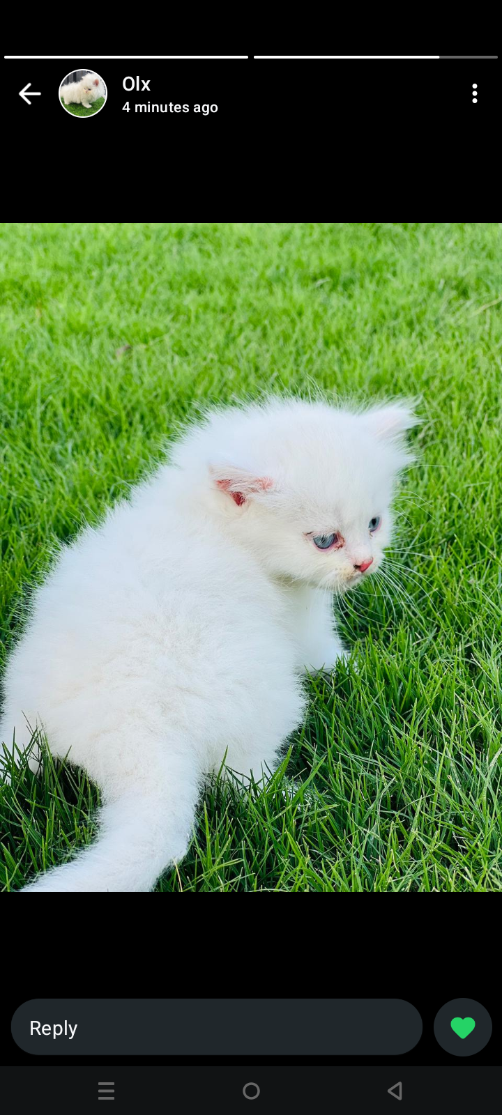 Persian kitten for sale — photo 2