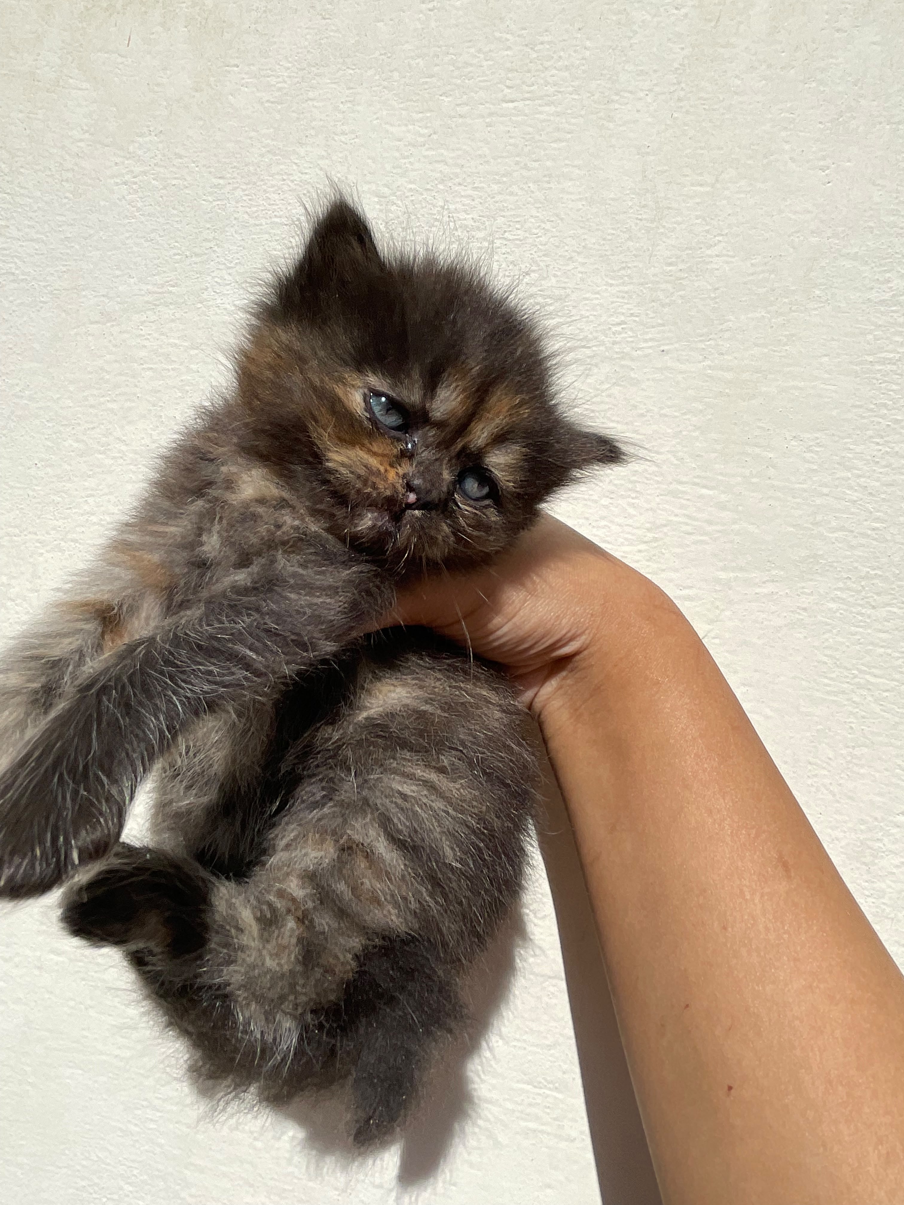 Persian kitten for sale — photo 4