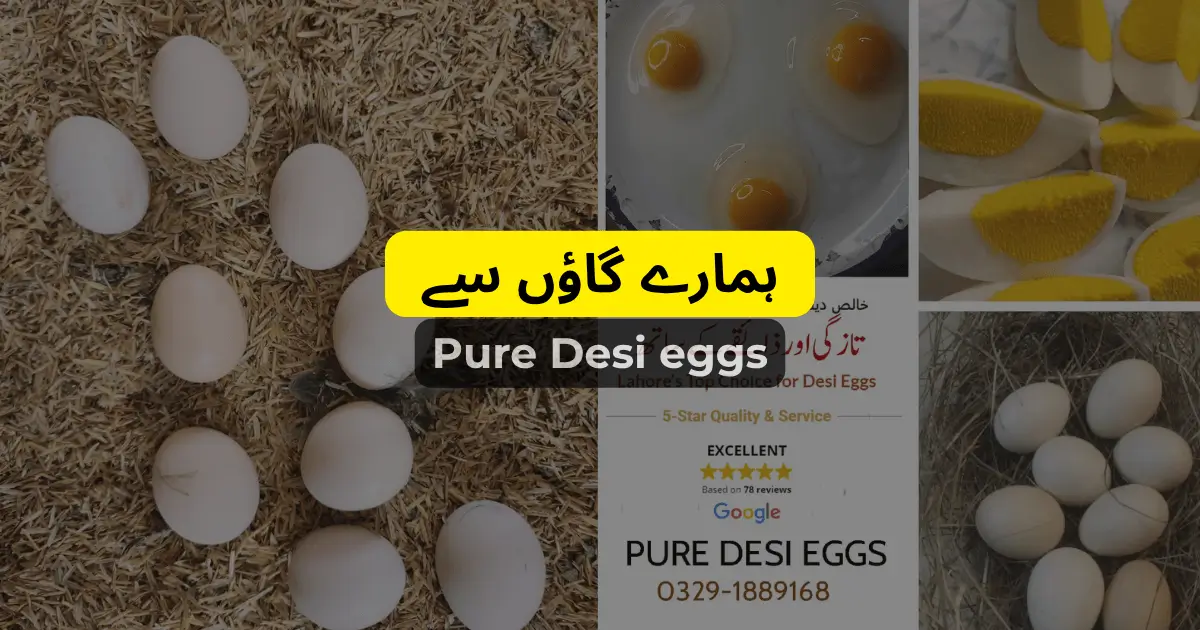 Pure desi eggs