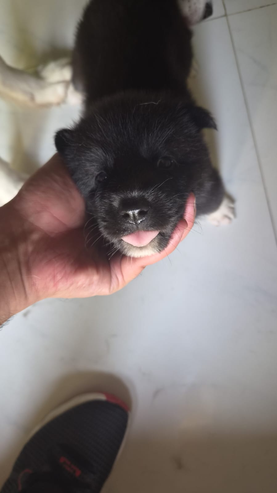 Healthy black Puppies – Vaccinated Cute Siberian Husky Puppies — photo 3