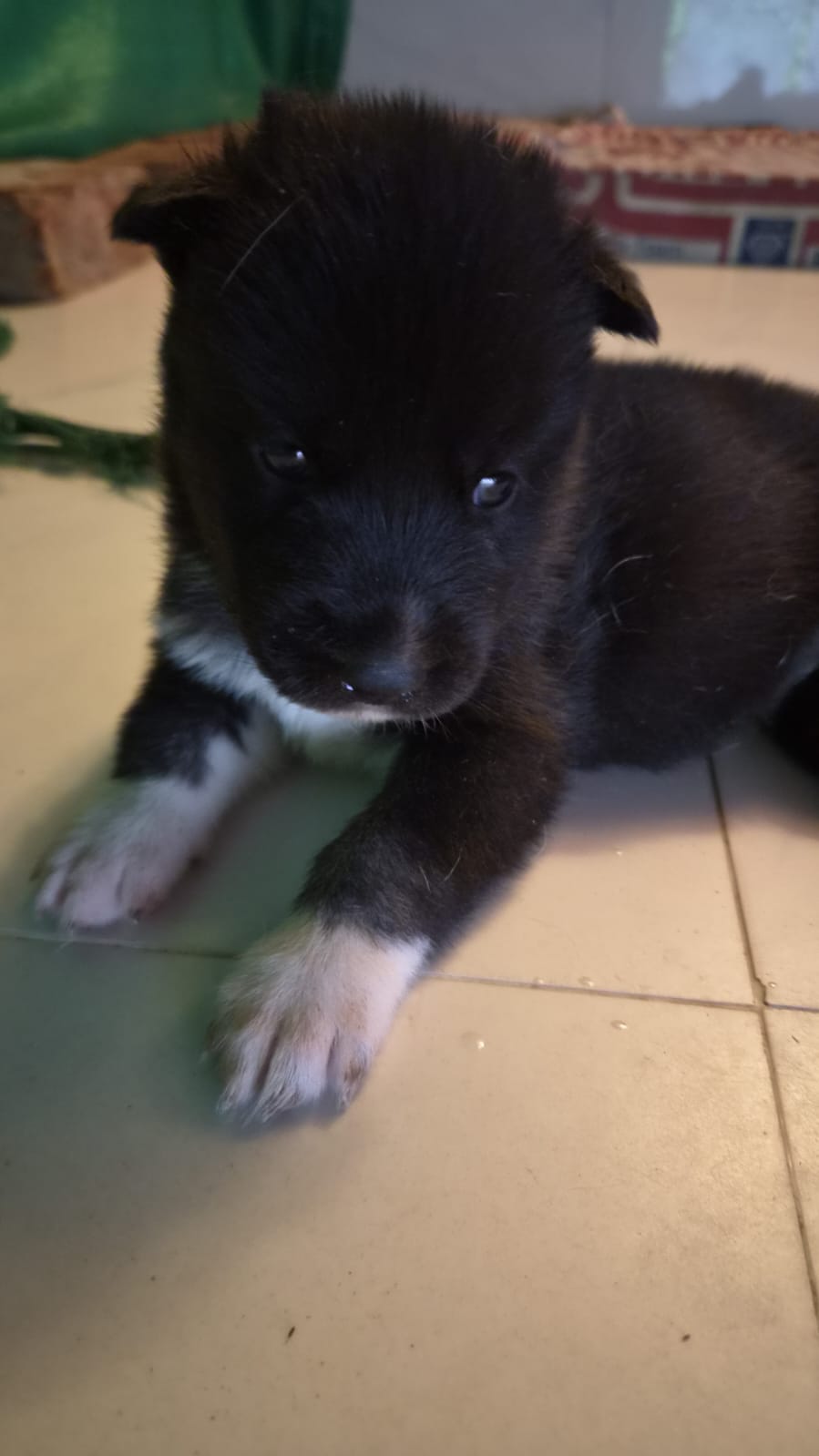 Healthy black Puppies – Vaccinated Cute Siberian Husky Puppies — photo 2
