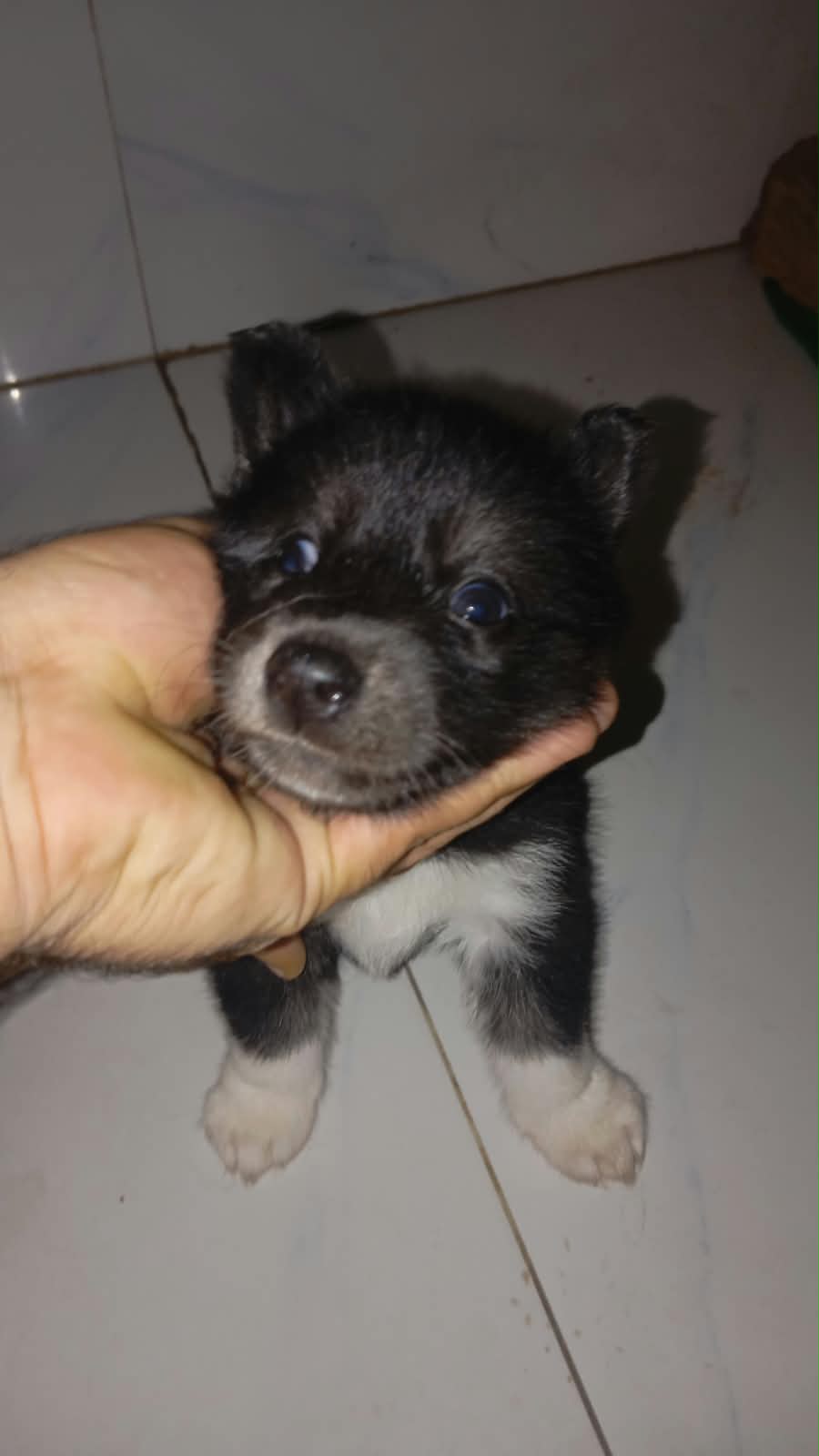 Healthy black Puppies – Vaccinated Cute Siberian Husky Puppies