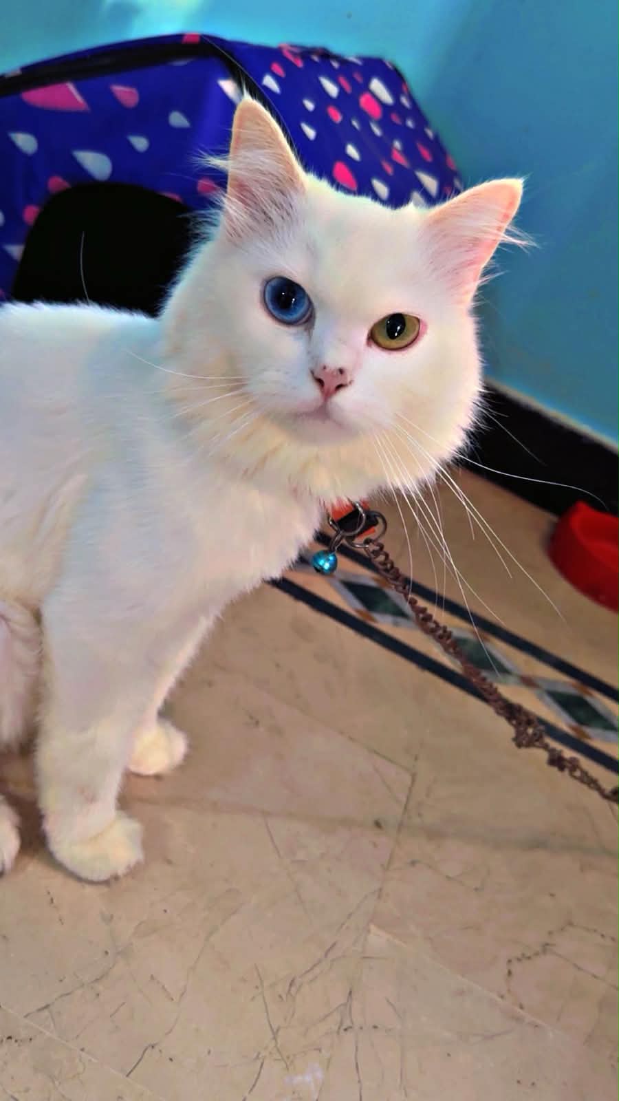 Persian cat vaccinated — photo 3