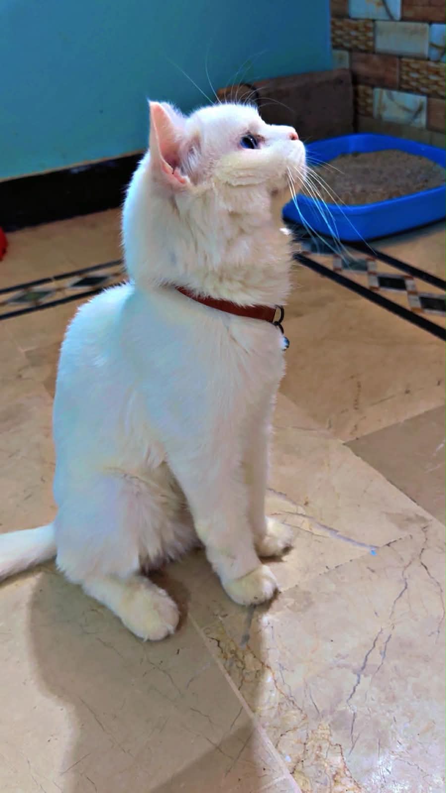 Persian cat vaccinated — photo 6
