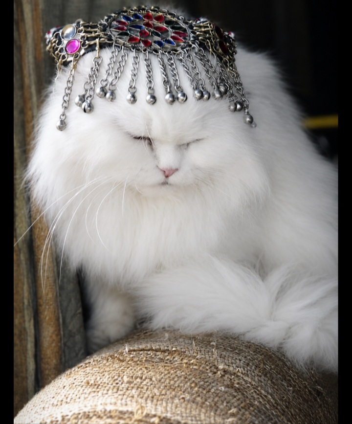 Persian cat vaccinated