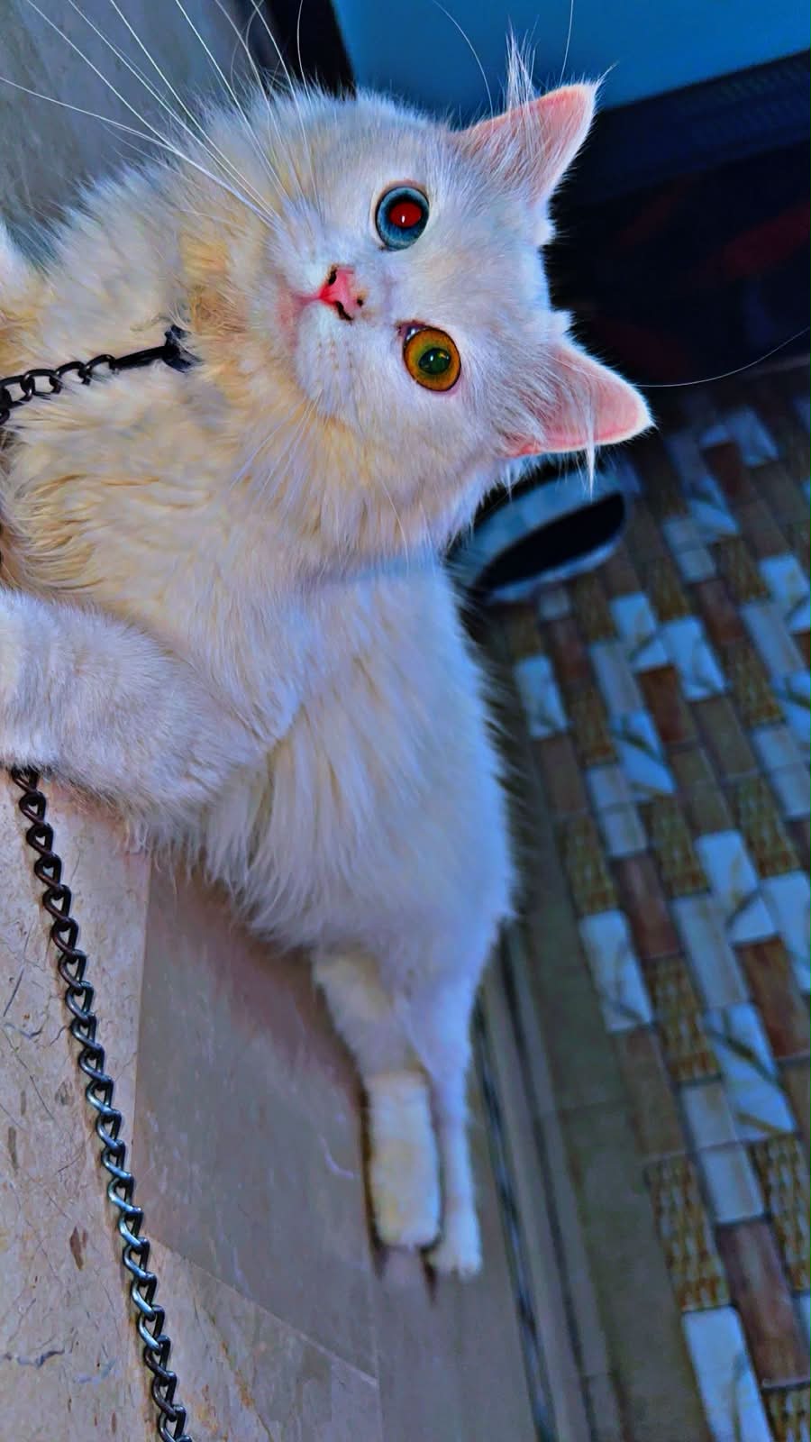 Persian cat vaccinated — photo 5