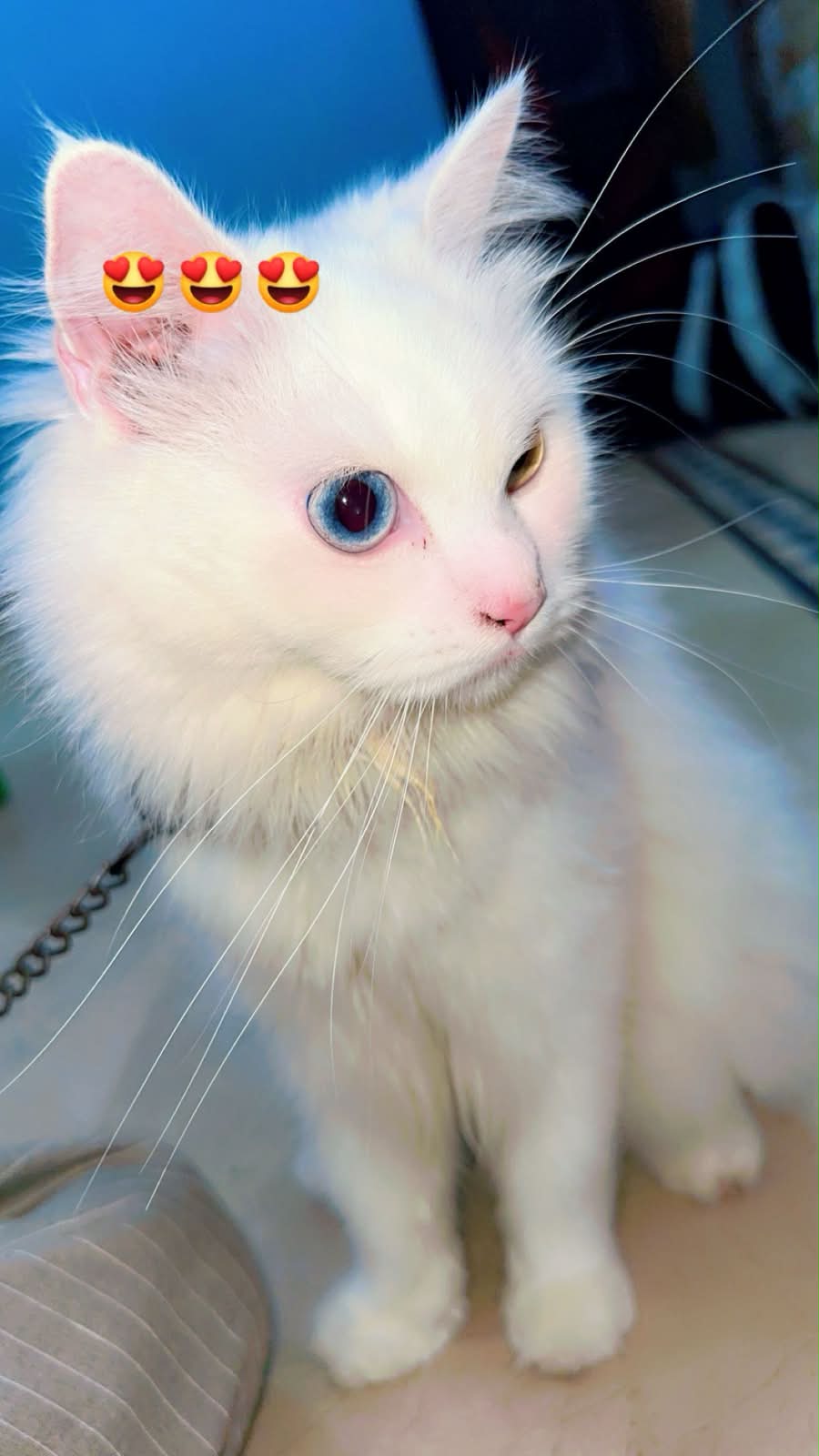 Persian cat vaccinated — photo 4