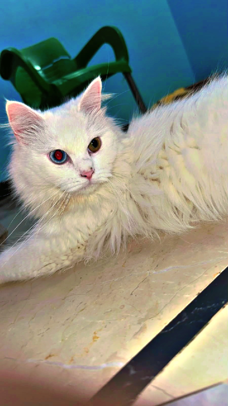 Persian cat vaccinated — photo 2