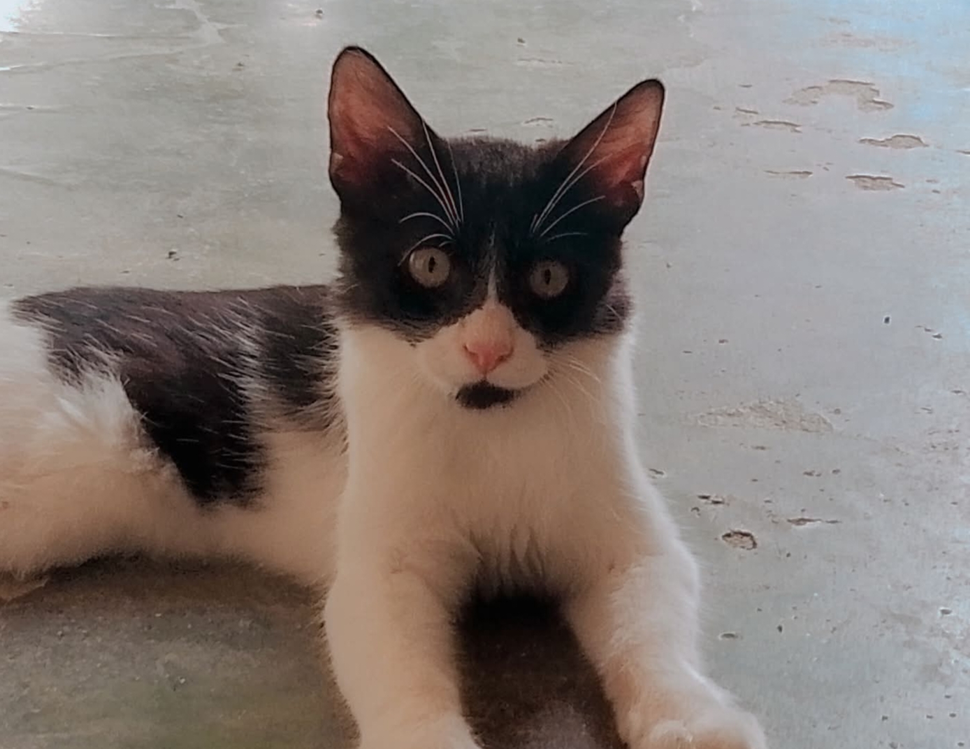 Male cat forsale — photo 1