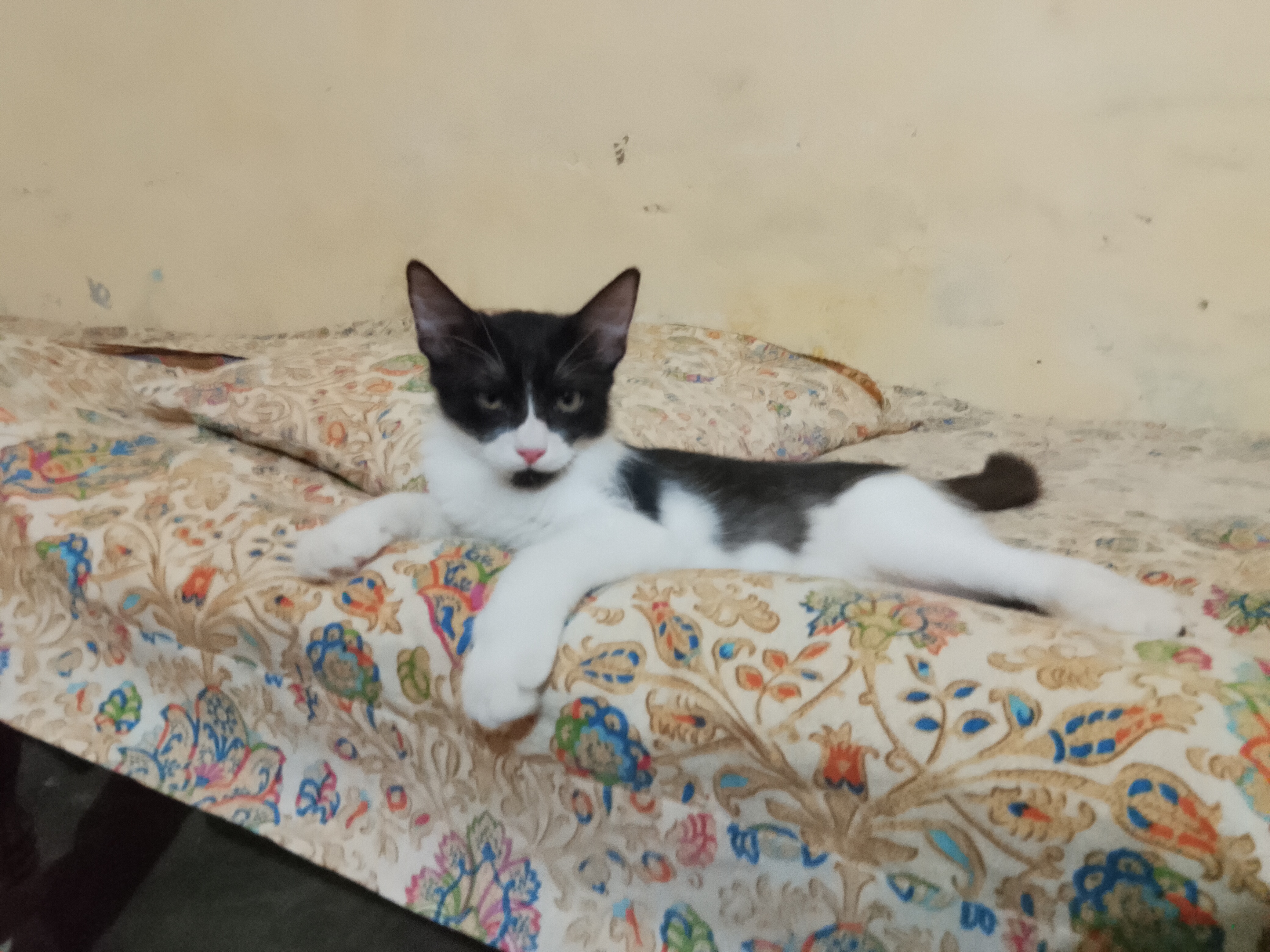 Male cat forsale — photo 3