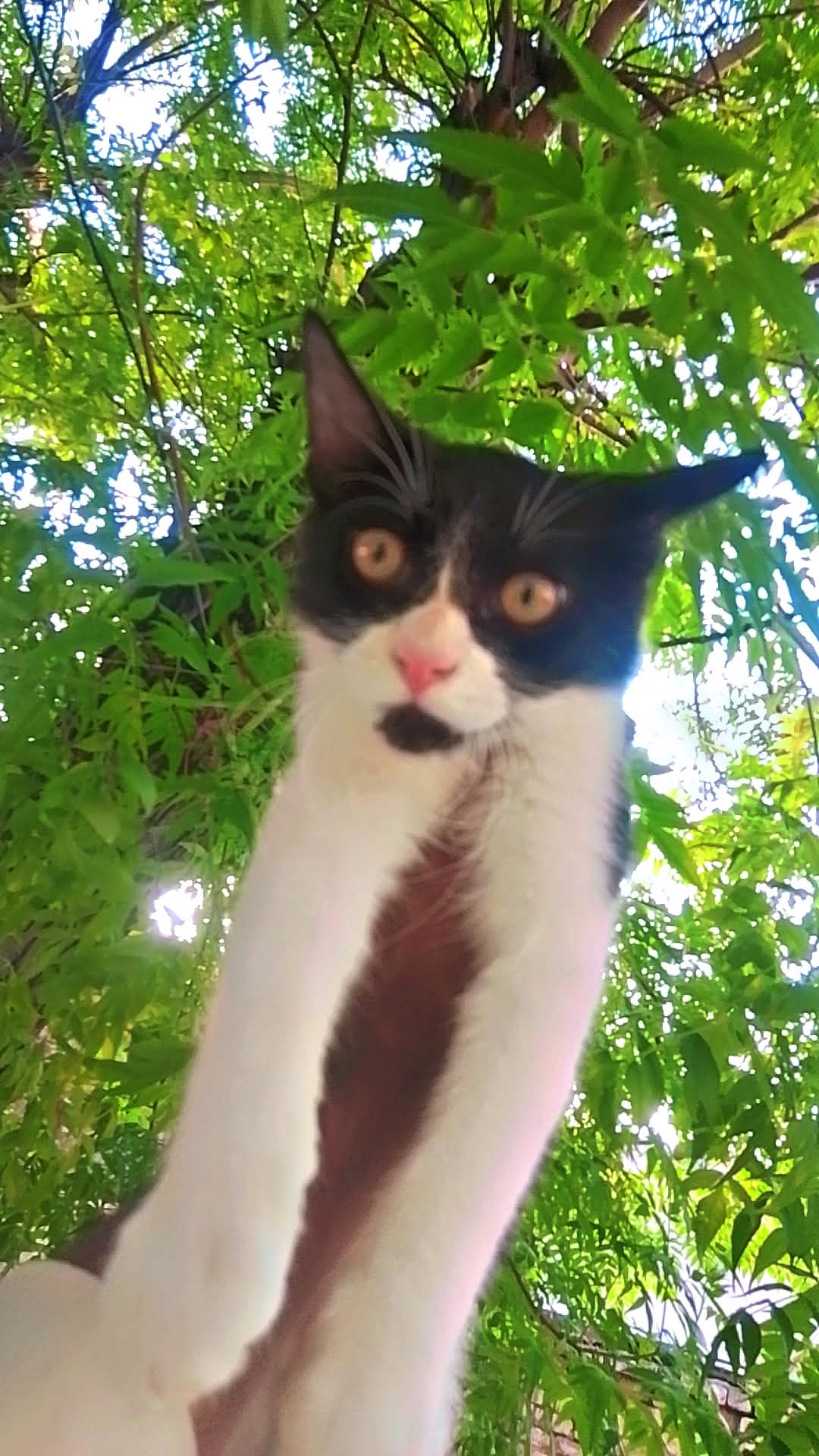 Male cat forsale — photo 2