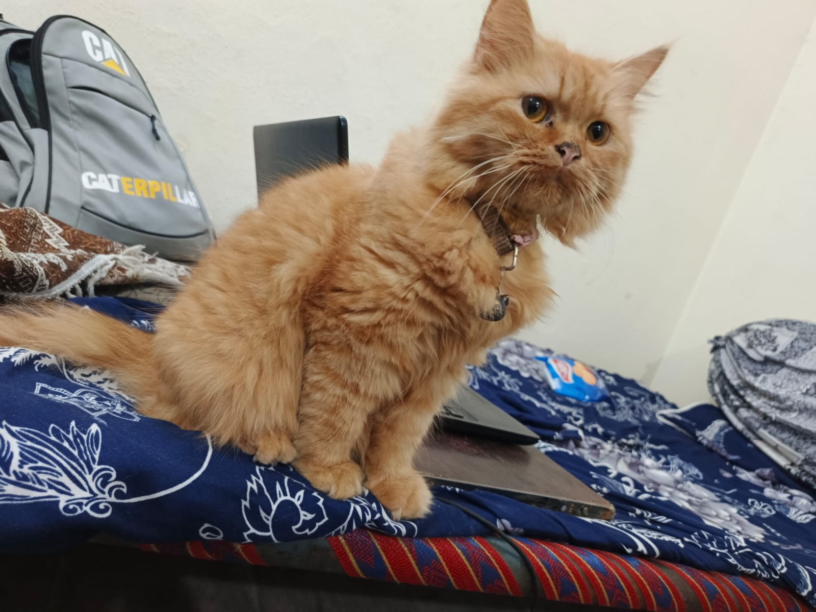 GINGER PERSIAN KITTEN FOR SALE | FEMALE | VACCINATED + LITTER TRAINED| — photo 2