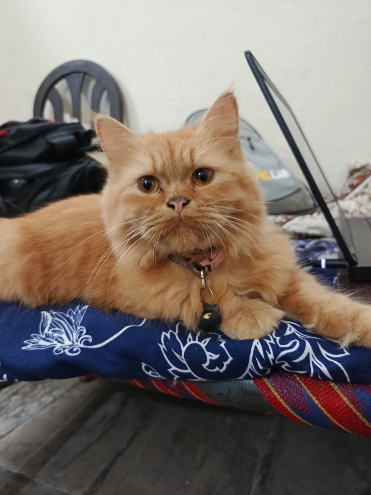 GINGER PERSIAN KITTEN FOR SALE | FEMALE | VACCINATED + LITTER TRAINED|
