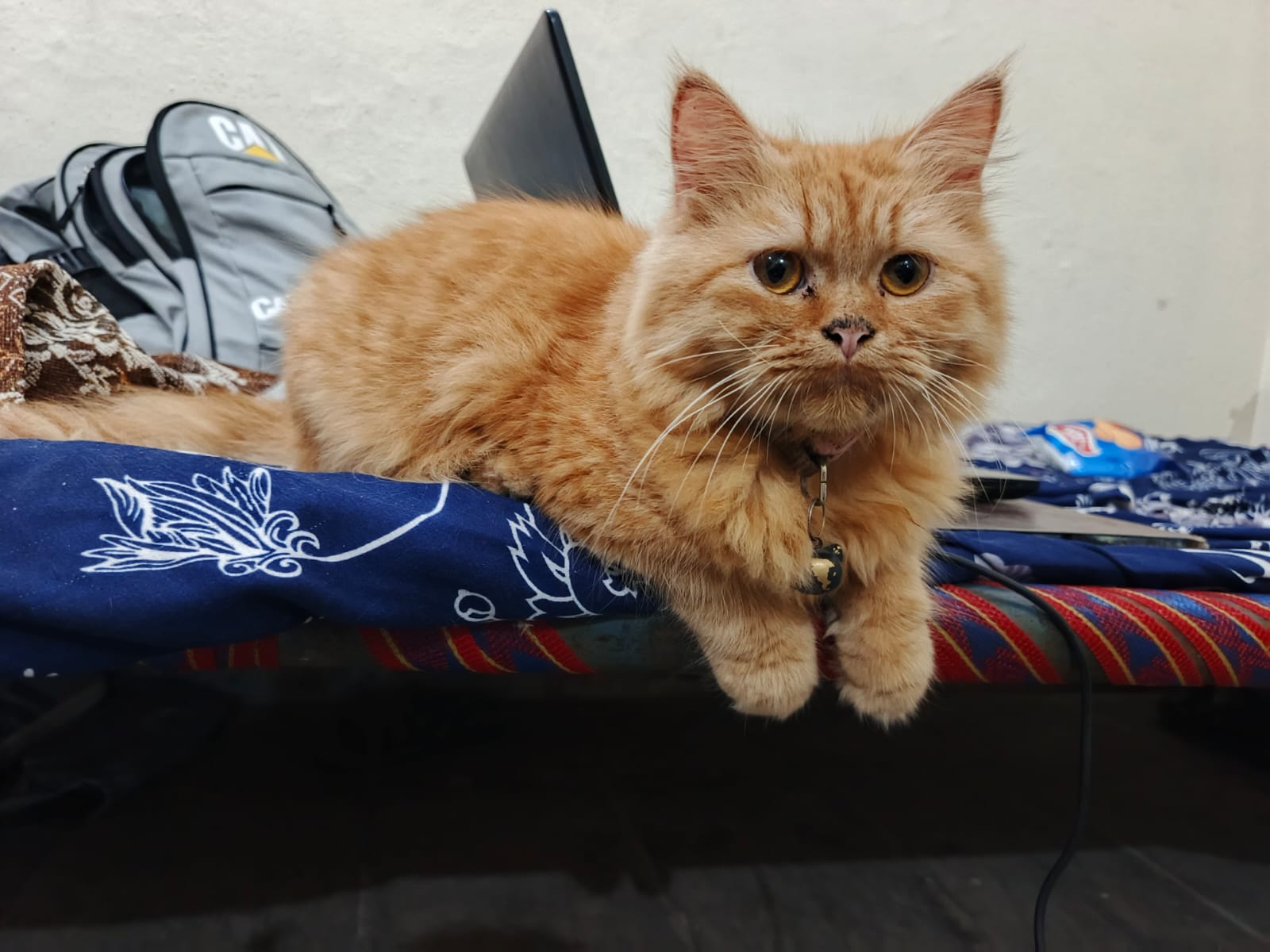 GINGER PERSIAN KITTEN FOR SALE | FEMALE | VACCINATED + LITTER TRAINED| — photo 3