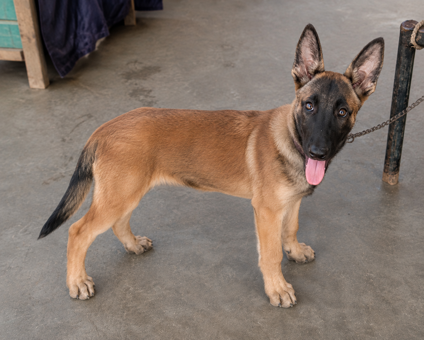Belgian malanios puppy 3 month  for sale — photo 3