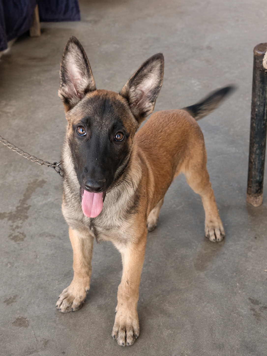 Belgian malanios puppy 3 month  for sale — photo 4