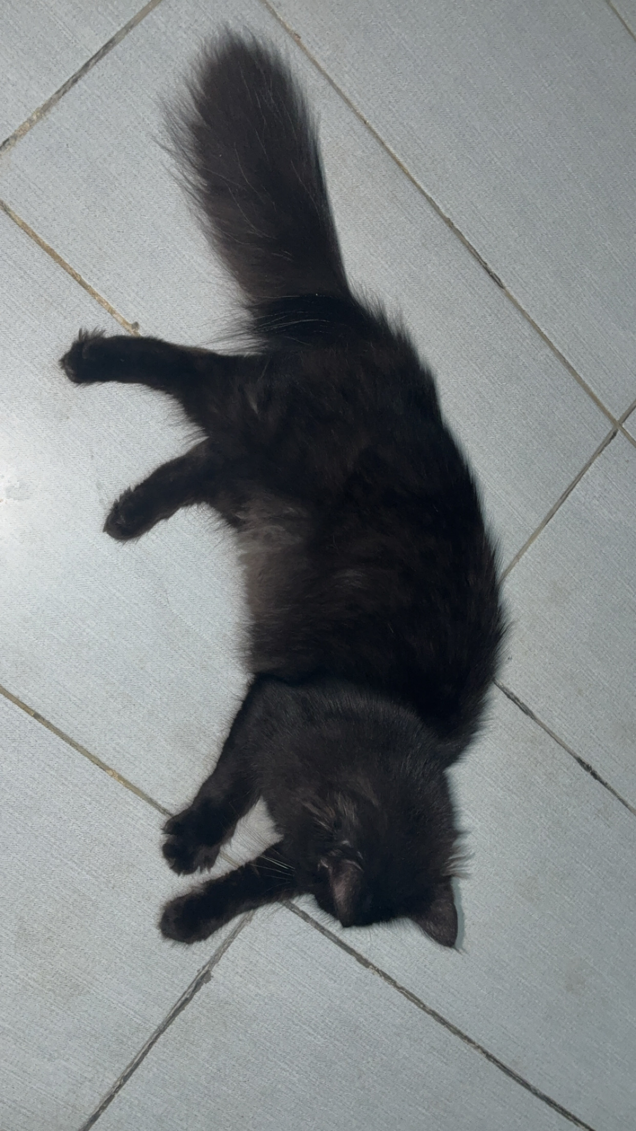 Black Persian cat — photo 2