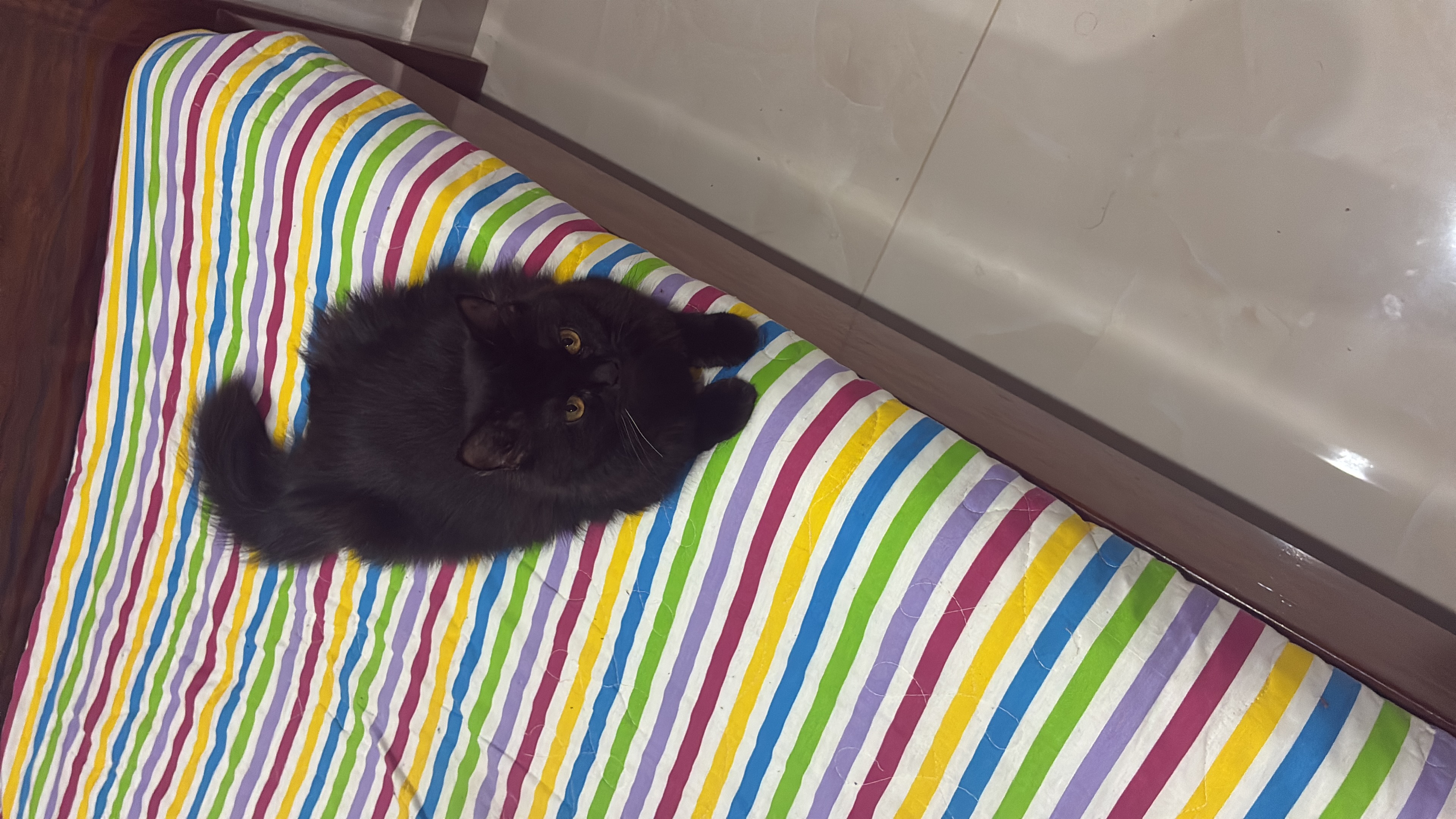 Black Persian cat — photo 3