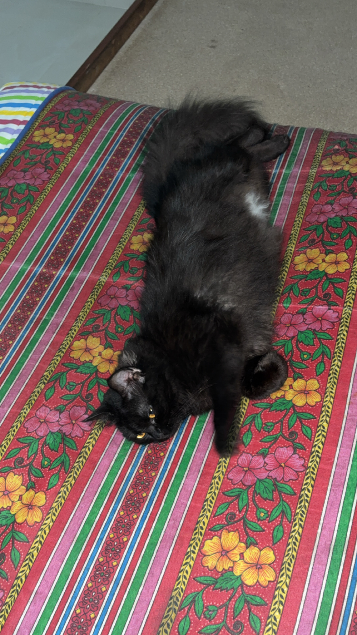 Black Persian cat