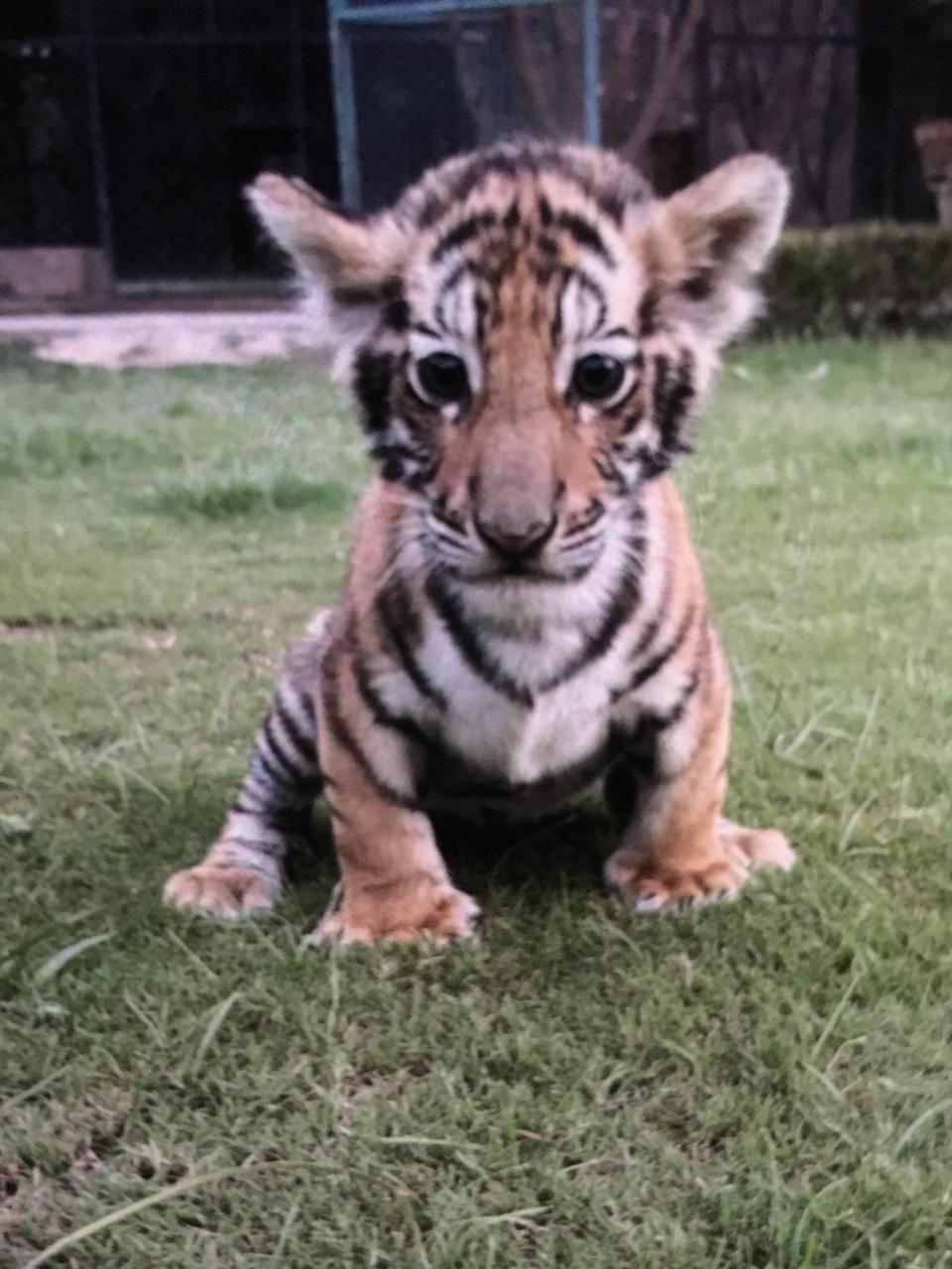 Tiger cub (available) — photo 1