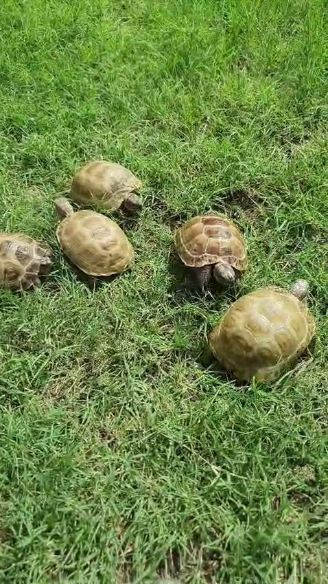Russian tortoise (limited stock) — photo 1