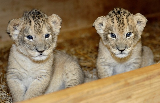 African lion cub (limited time offer) — photo 1