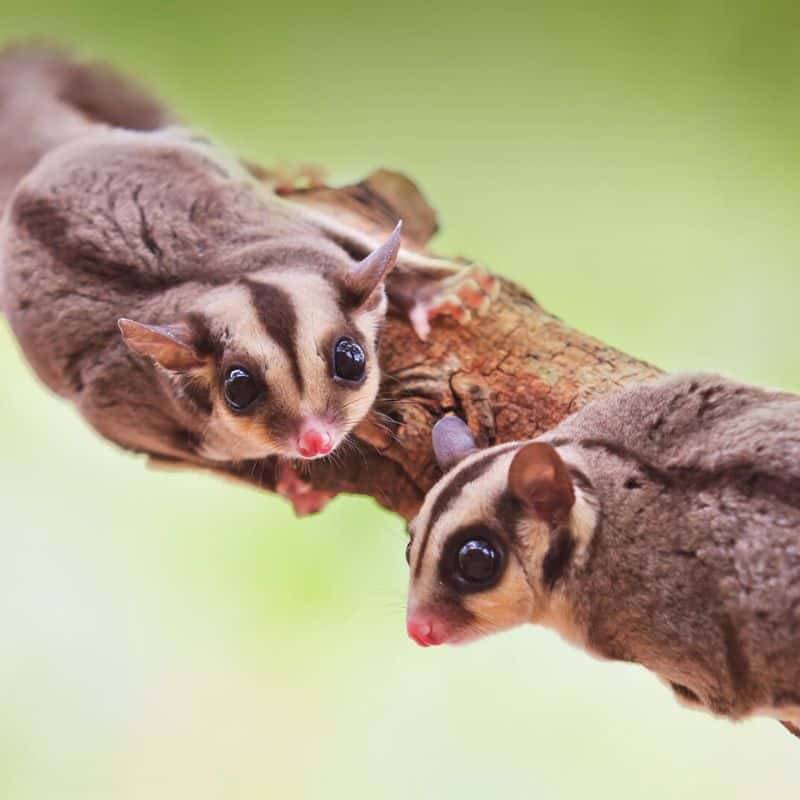 Sugar glider (young pair) — photo 1