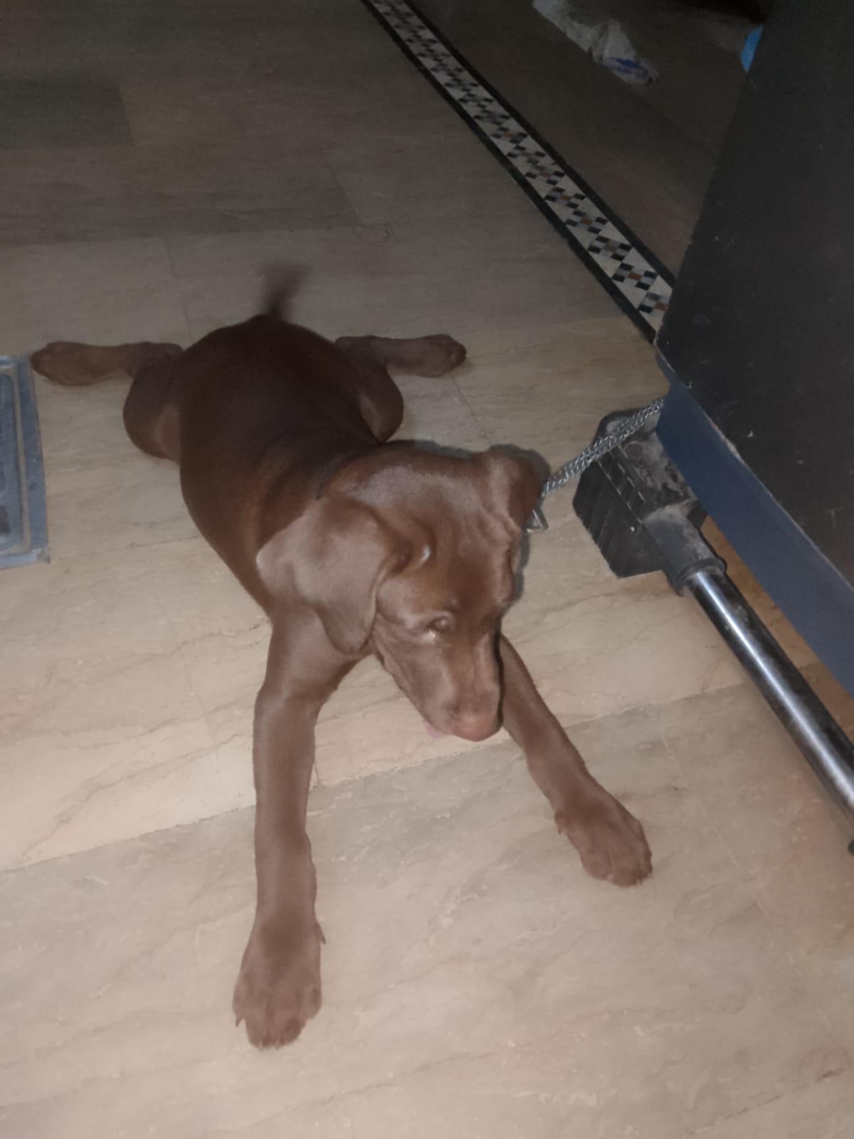 Chocolate labrador 3 months old vaccinated female American breed — photo 2