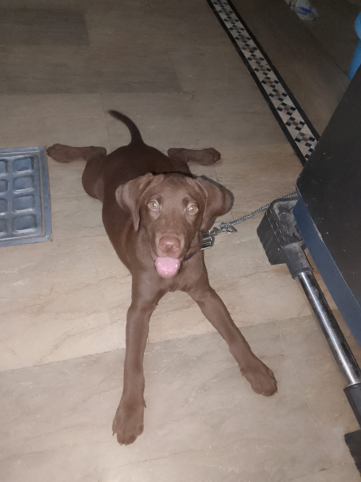 Chocolate labrador 3 months old vaccinated female American breed — photo 1