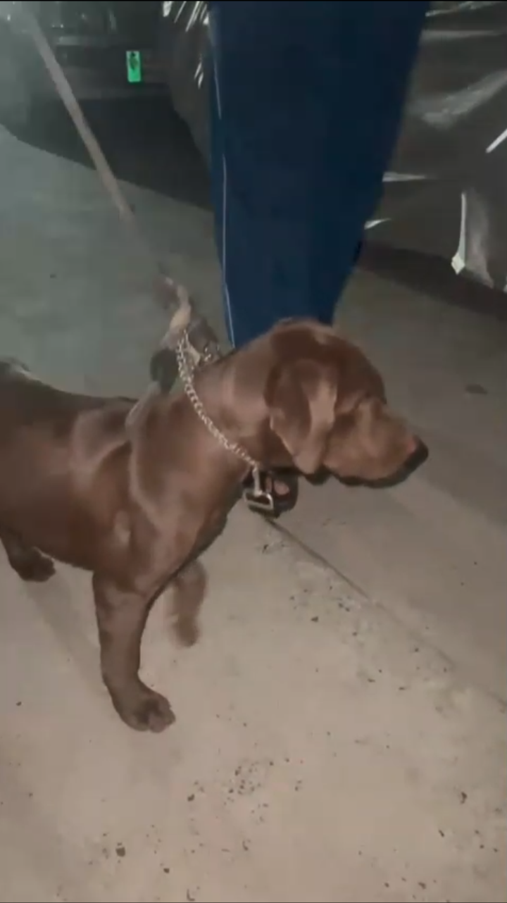 Chocolate labrador 3 months old vaccinated female American breed — photo 6