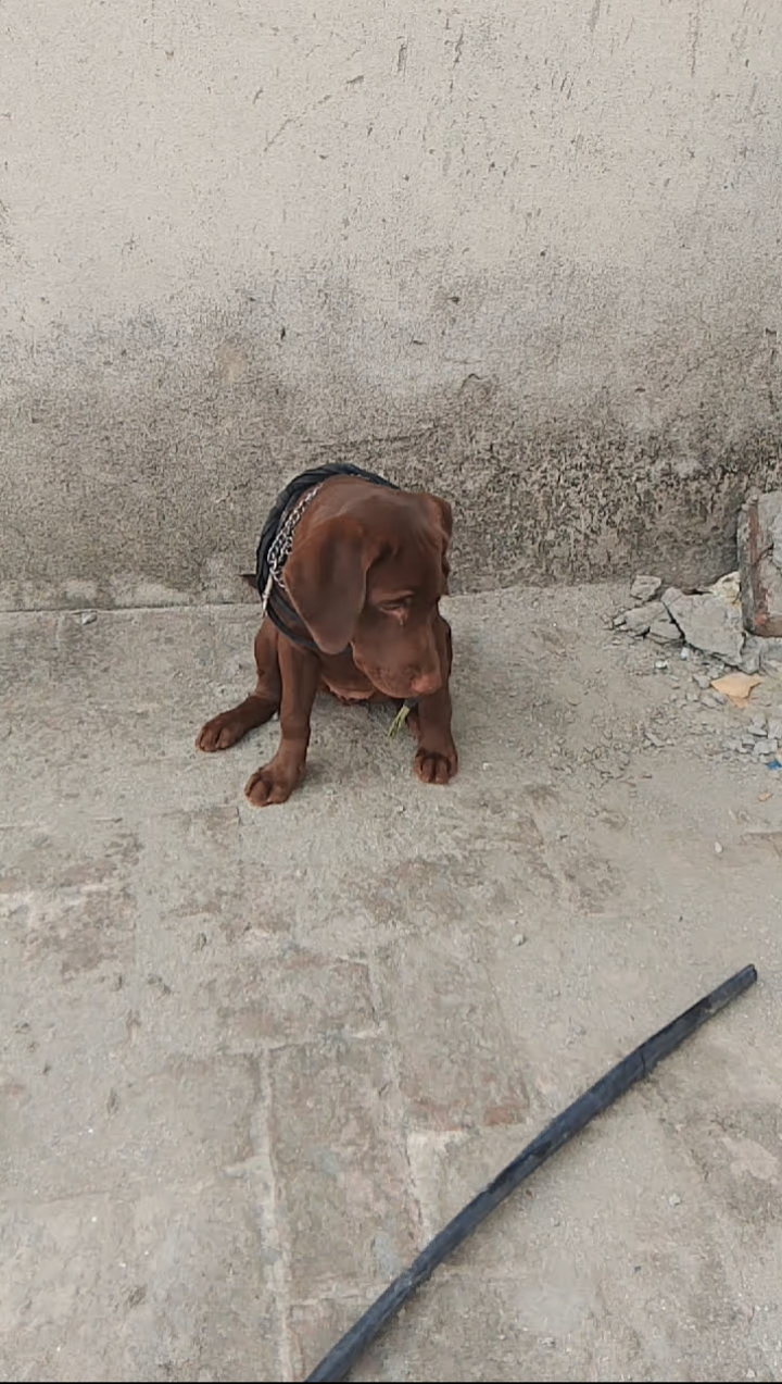 Chocolate labrador 3 months old vaccinated female American breed — photo 7