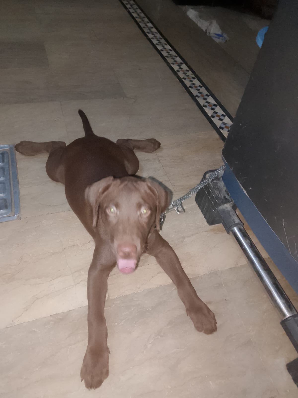 Chocolate labrador 3 months old vaccinated female American breed — photo 3