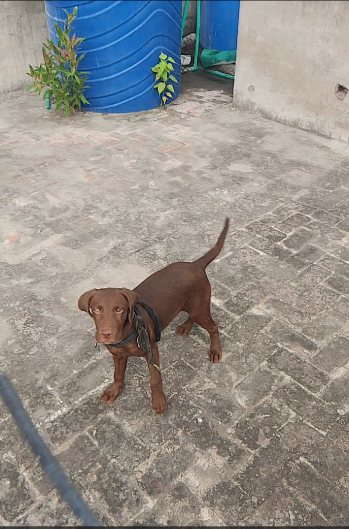 Chocolate labrador 3 months old vaccinated female American breed — photo 8