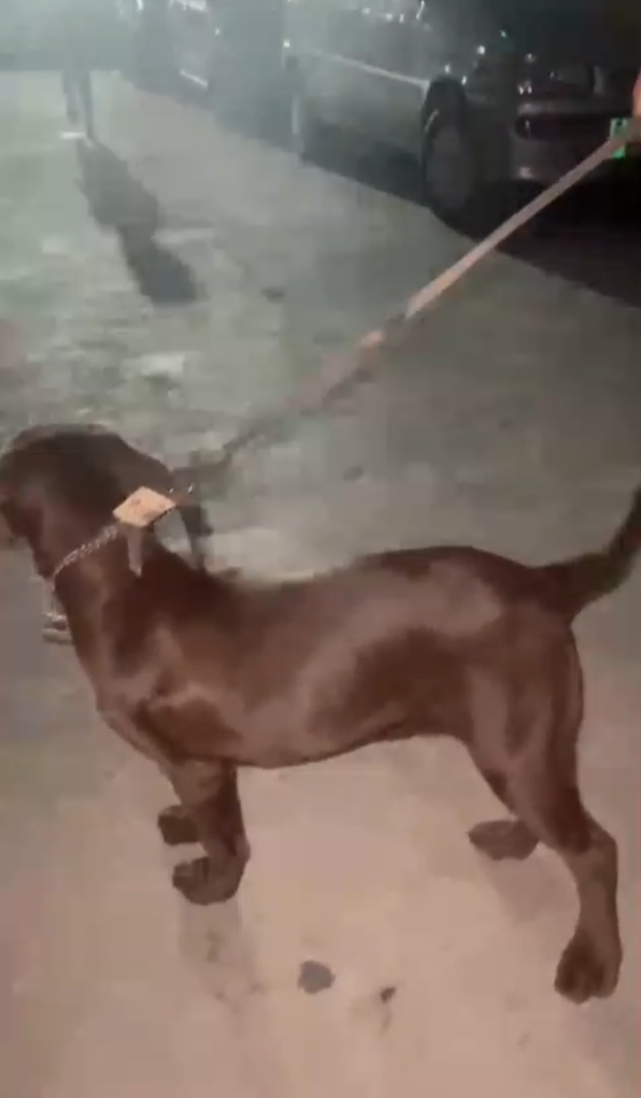Chocolate labrador 3 months old vaccinated female American breed — photo 4