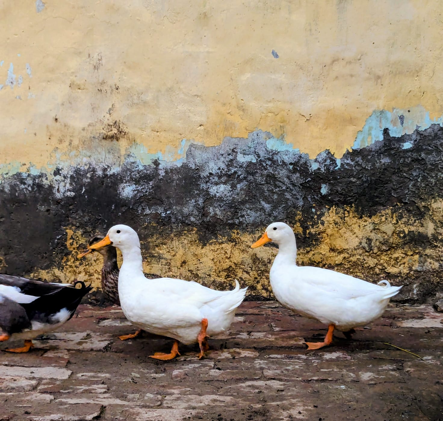 White ducks — photo 3