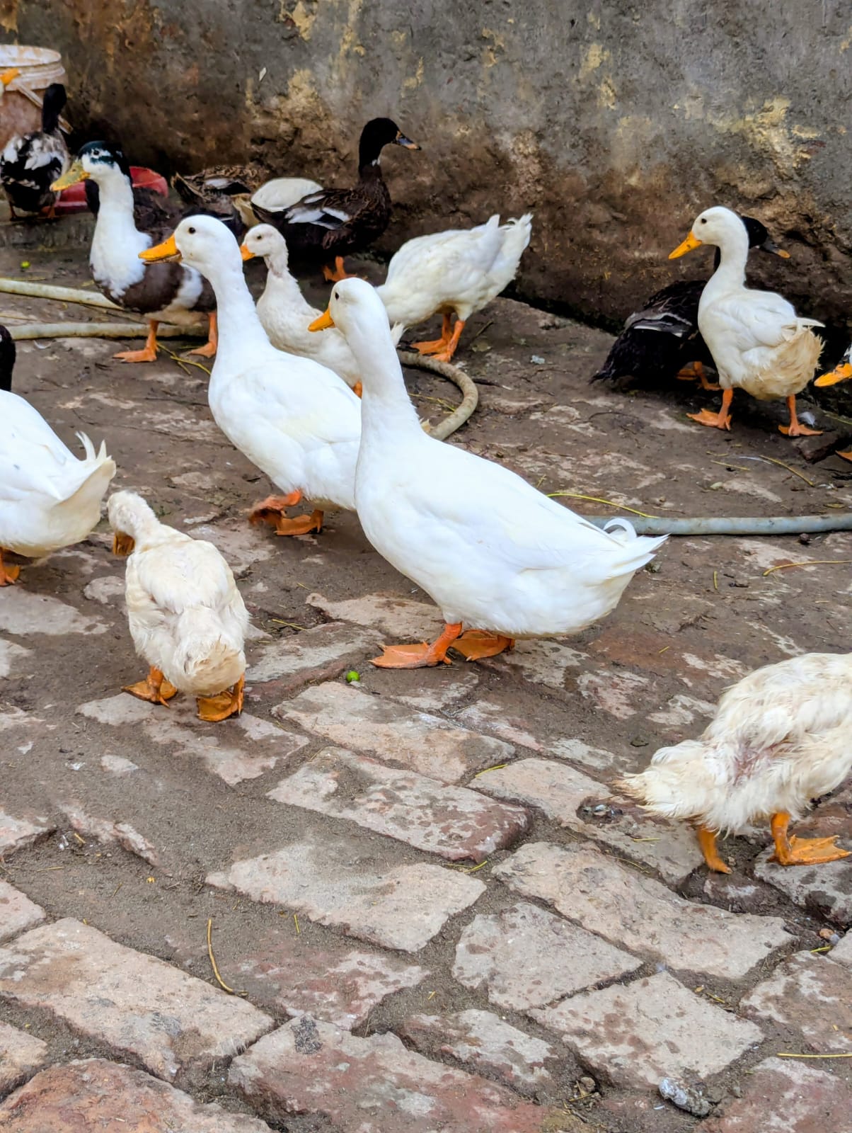 0309251602 ducks — photo 2