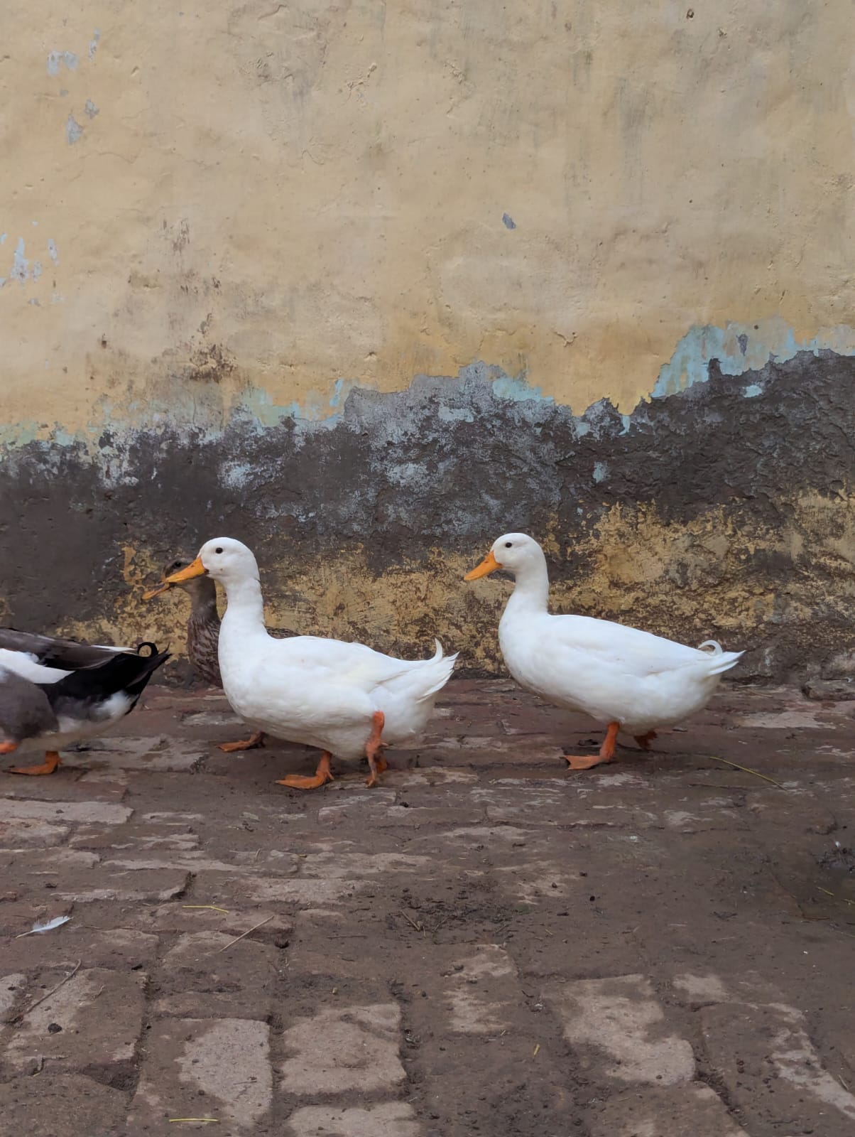 0309251602 ducks — photo 5