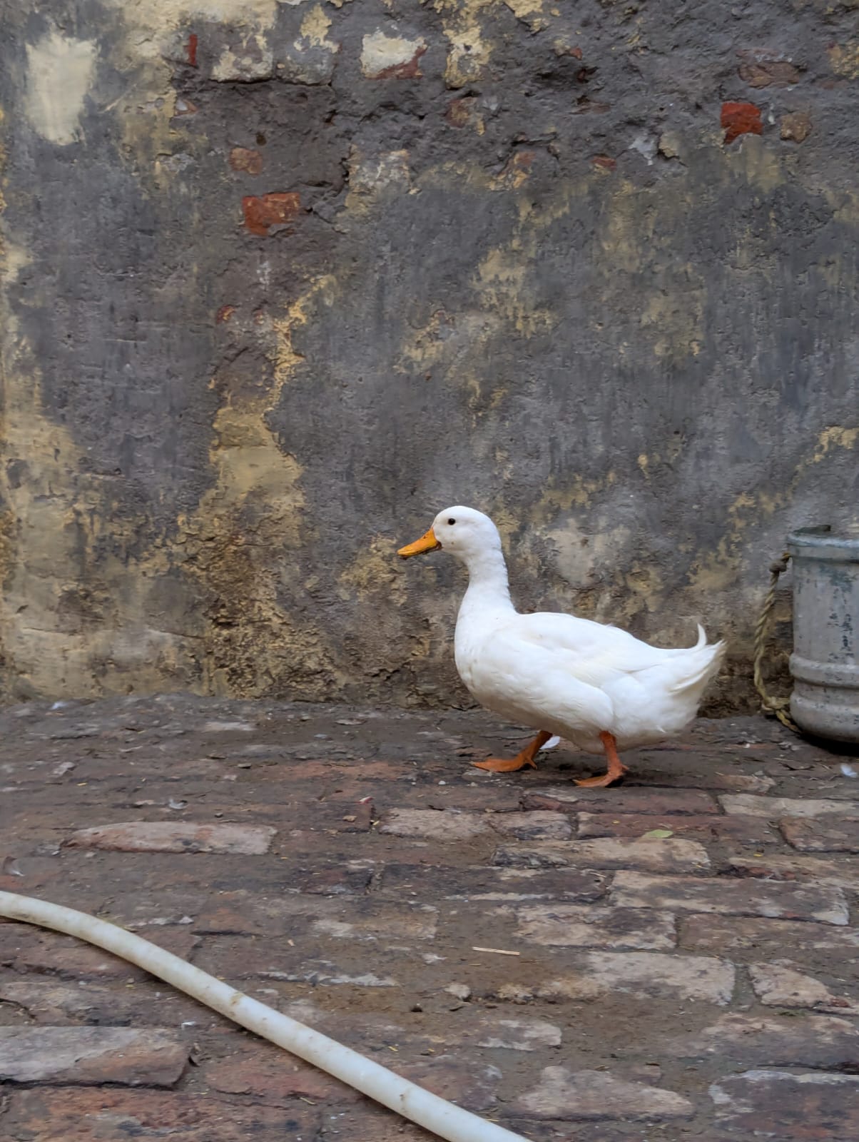 White ducks — photo 7
