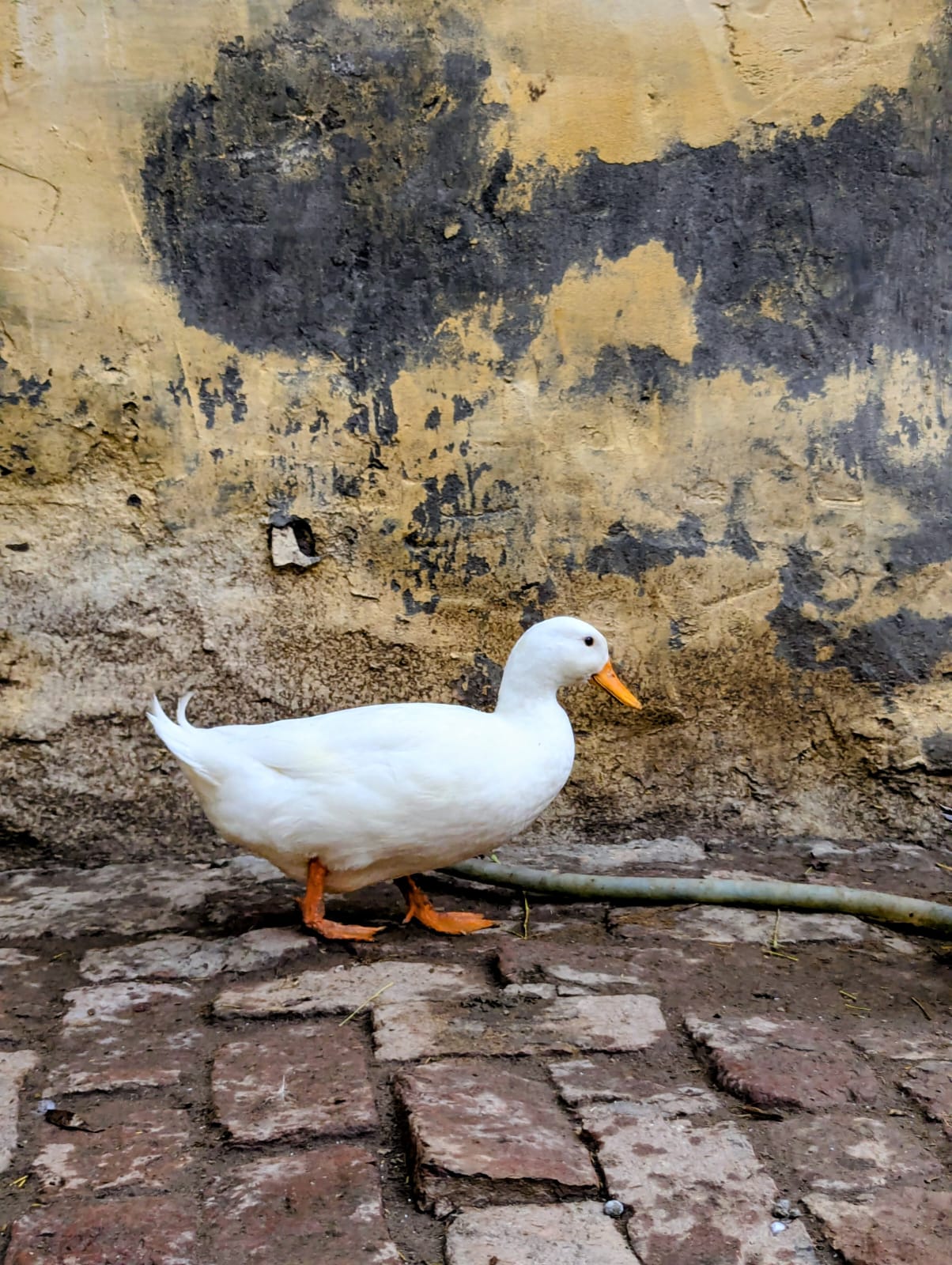 White ducks — photo 6