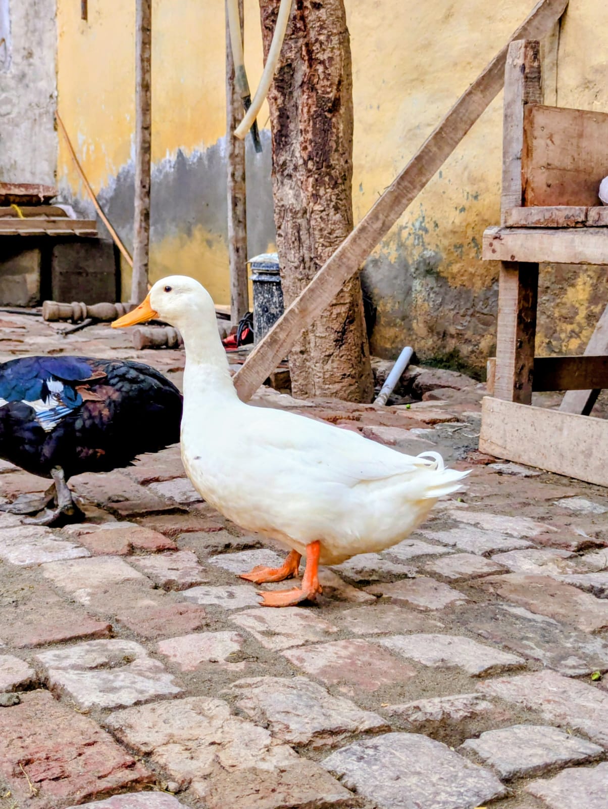 0309251602 ducks — photo 4