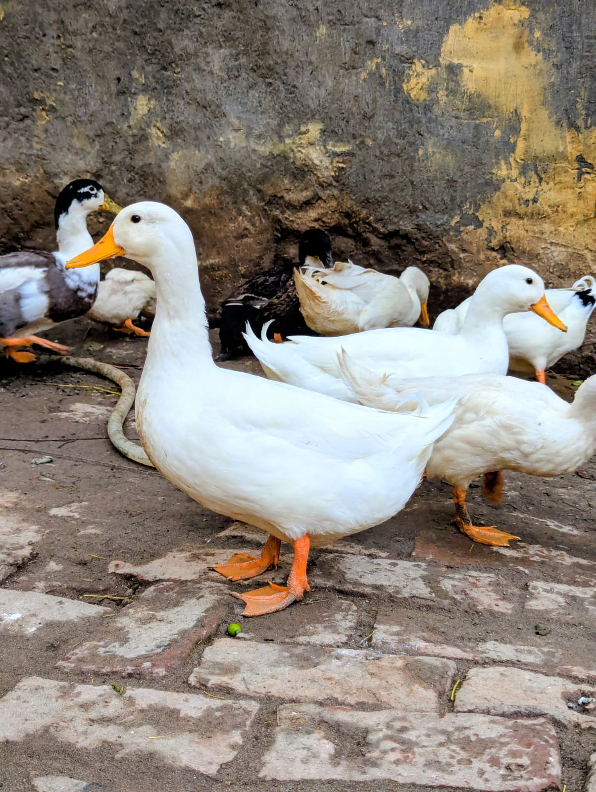 0309251602 ducks