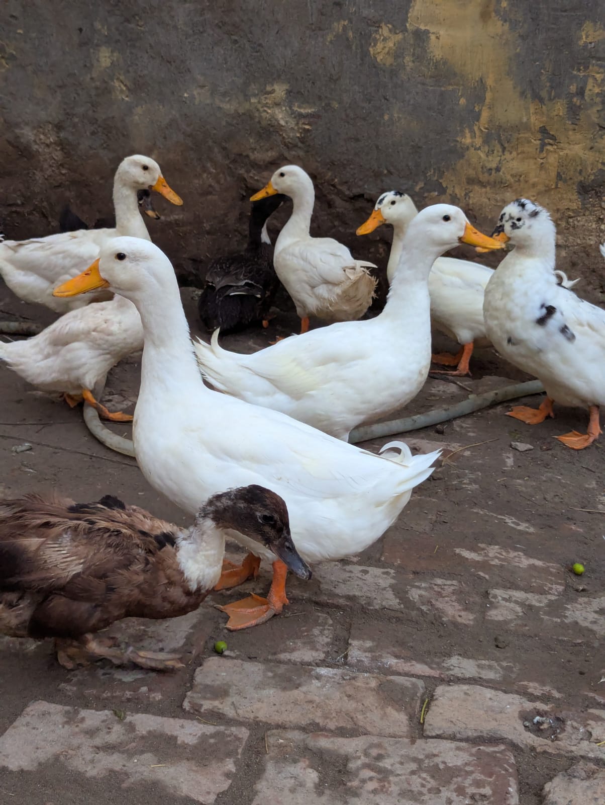 0309251602 ducks — photo 3