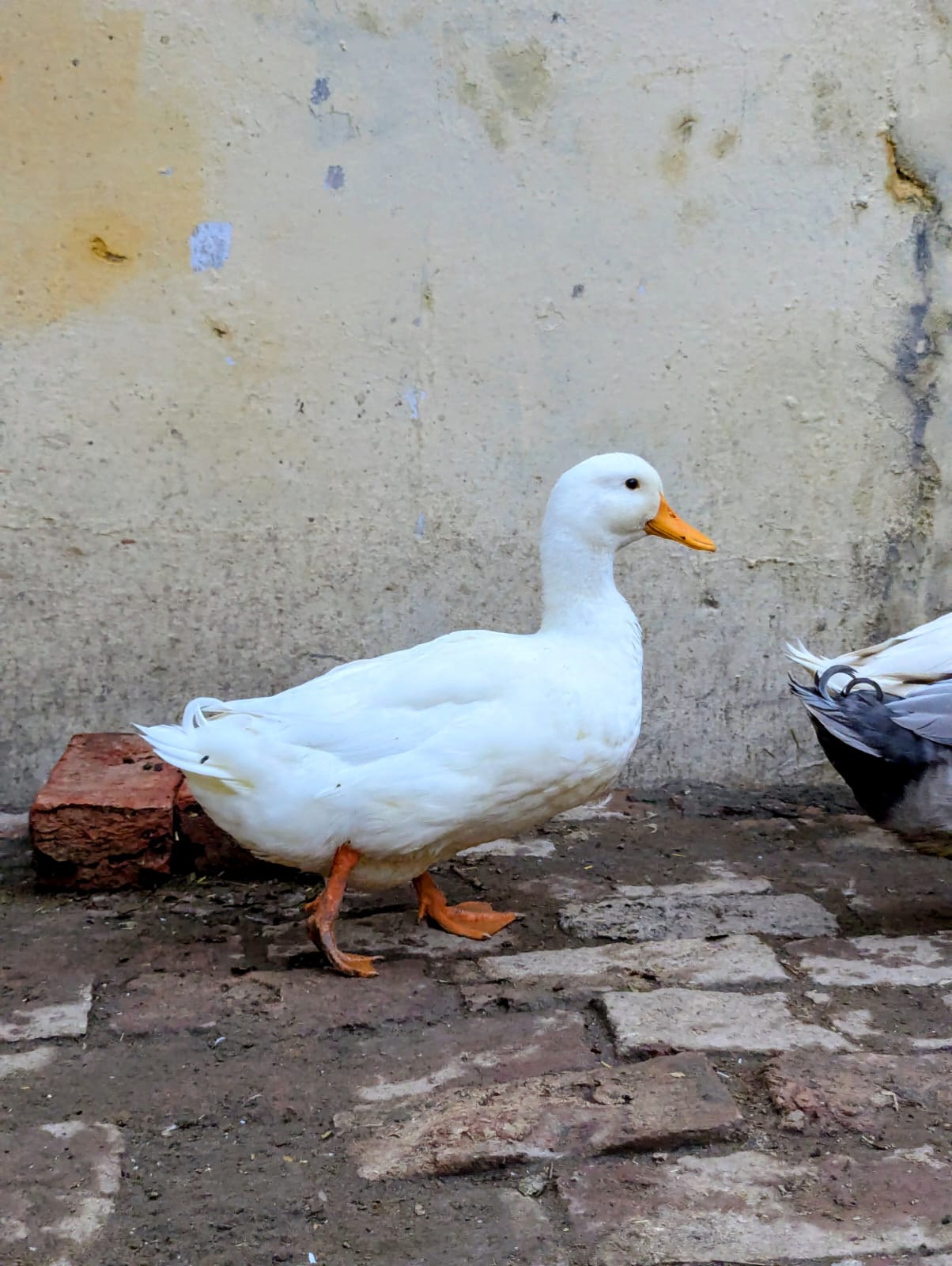 White ducks — photo 4