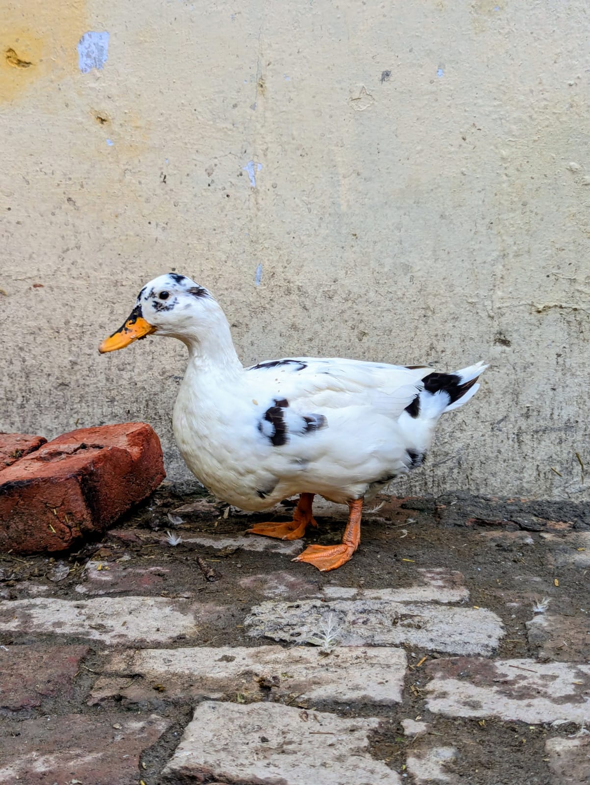 White ducks — photo 8
